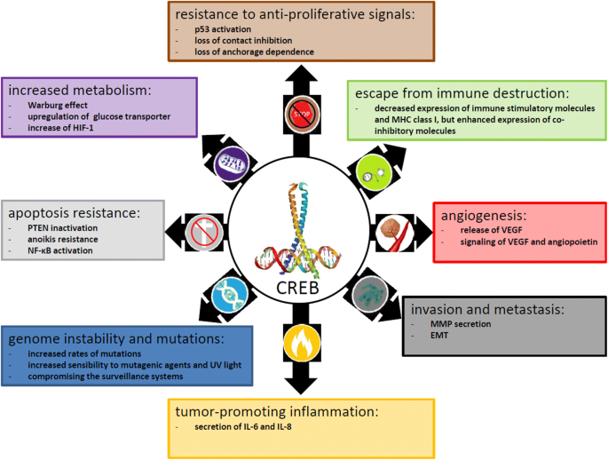 What turns CREB on? And off? And why does it matter? | SpringerLink