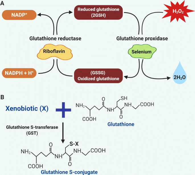 glutathione reductase riboflavin Elemental main image 0