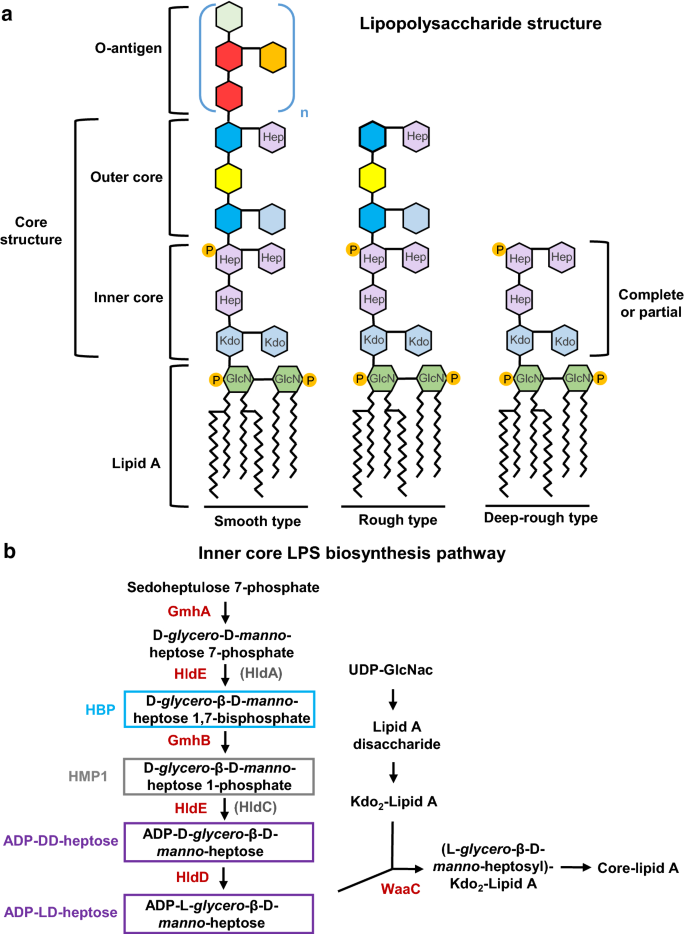 Adp Heptose A Bacterial Pamp Detected By The Host Sensor Alpk1 Springerlink Adp Heptose A Bacterial Pamp Detected By The Host Sensor Alpk1 Springerlink