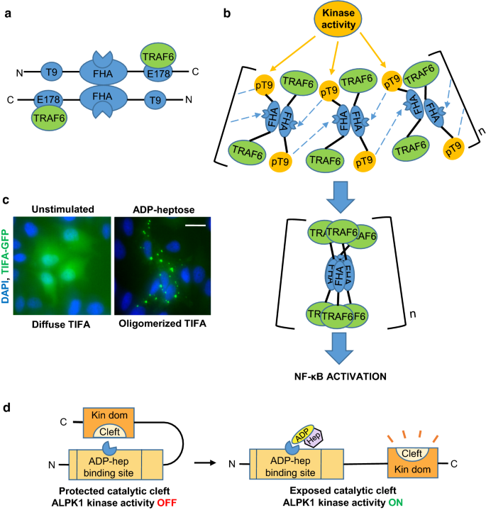 Adp Heptose A Bacterial Pamp Detected By The Host Sensor Alpk1 Springerlink Adp Heptose A Bacterial Pamp Detected By The Host Sensor Alpk1 Springerlink