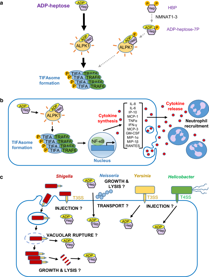 Adp Heptose A Bacterial Pamp Detected By The Host Sensor Alpk1 Springerlink Adp Heptose A Bacterial Pamp Detected By The Host Sensor Alpk1 Springerlink