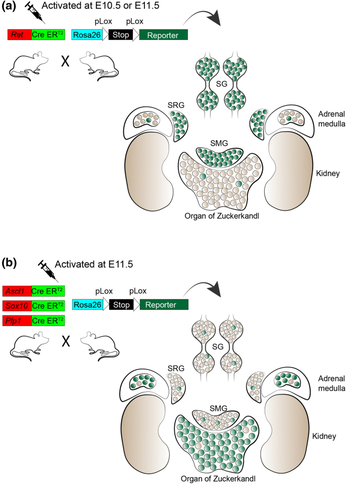 Neuronal Lineages Derived From The Nerve Associated Schwann Cell Precursors Springerlink Neuronal Lineages Derived From The Nerve Associated Schwann Cell Precursors Springerlink