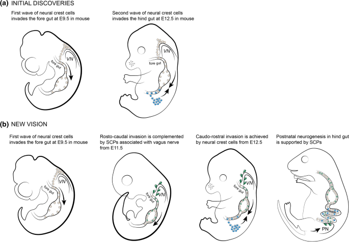 Neuronal Lineages Derived From The Nerve Associated Schwann Cell Precursors Springerlink Neuronal Lineages Derived From The Nerve Associated Schwann Cell Precursors Springerlink
