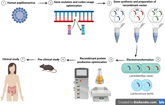 human papillomavirus vaccine immunity