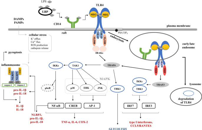 TLR4 and CD14 trafficking and its influence on LPS-induced pro-inflammatory  signaling | SpringerLink