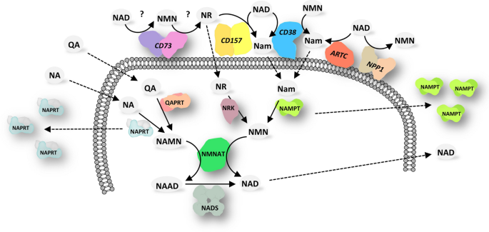 AIDEVI Lab Approved ” NMN is one of three way increase NAD+ into the digestive system “插图