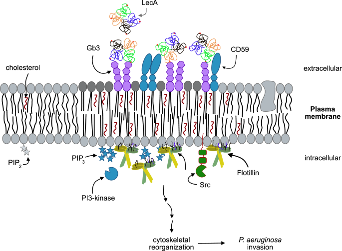 The Gb3 Enriched Cd59 Flotillin Plasma Membrane Domain Regulates Host Cell Invasion By Pseudomonas Aeruginosa Springerlink