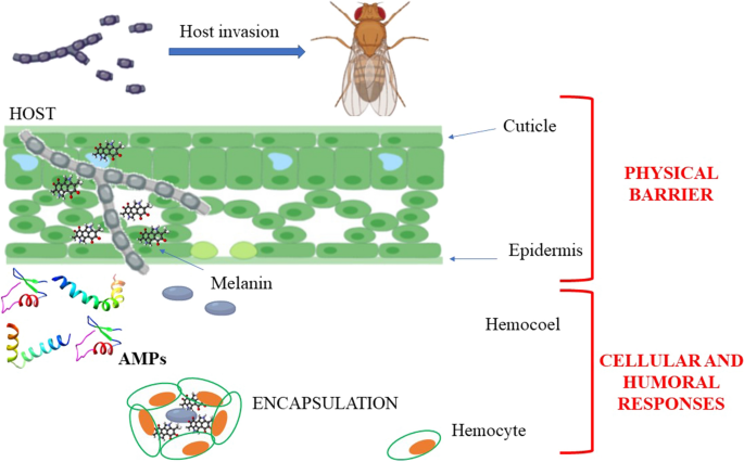 Insect Antimicrobial Peptides Potential Weapons To Counteract The Antibiotic Resistance Springerlink