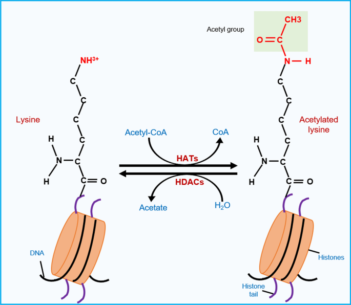 histone acetylation dynamics regulating