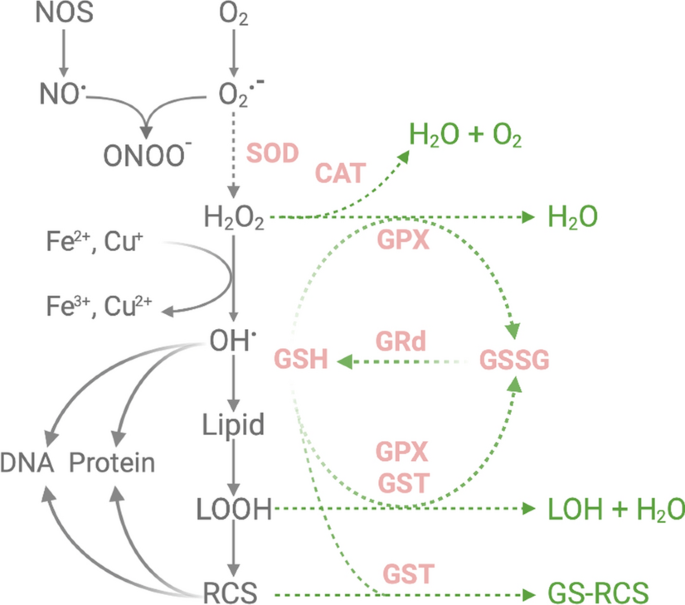 glutathione peroxidase helps the body convert Glutathione: Master Antioxidant, Reducing Oxidative Stress, and  Detoxification