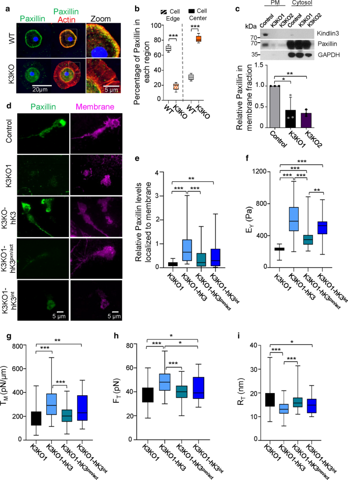 Kindlin3 Regulates Biophysical Properties And Mechanics Of Membrane To Cortex Attachment Springerlink