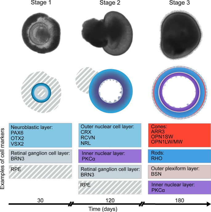 A look into retinal organoids: methods, analytical techniques, and  applications | SpringerLink