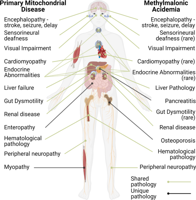 Mitochondrial disease, mitophagy, and cellular distress in methylmalonic  acidemia | SpringerLink