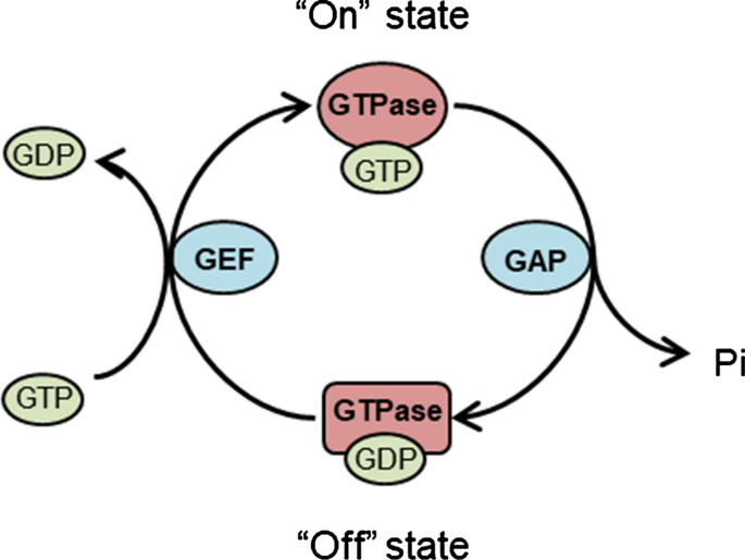 Developmentally regulated GTPases: structure, function and roles in disease  | SpringerLink