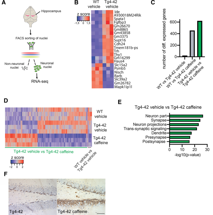 Search strategy analysis of Tg4-42 Alzheimer Mice in the Morris