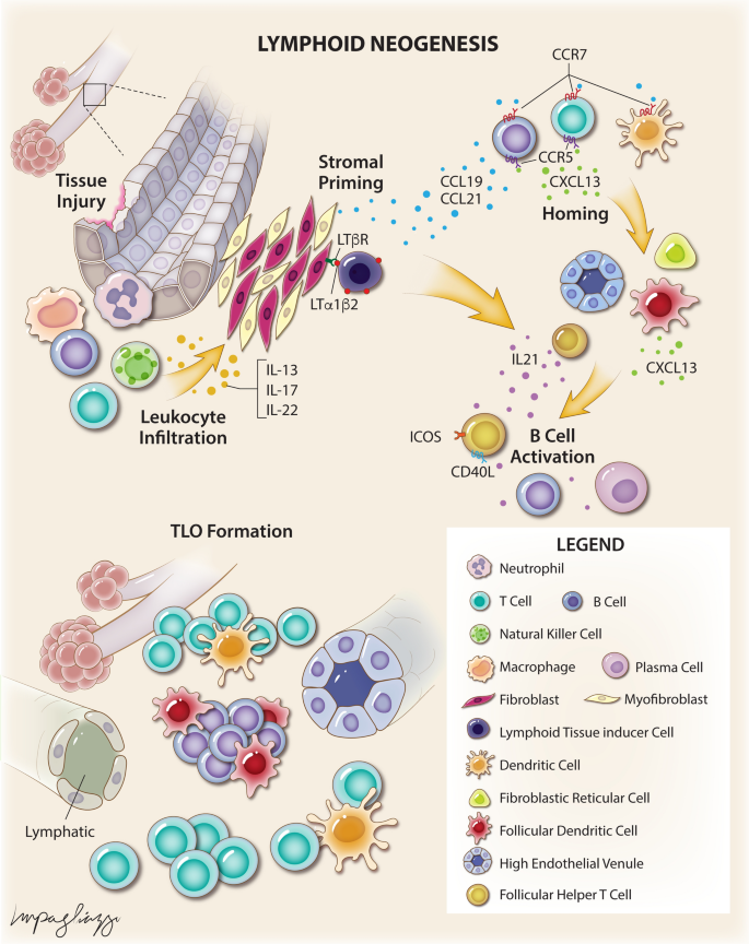 Tertiary lymphoid structures generate and propagate anti-tumor