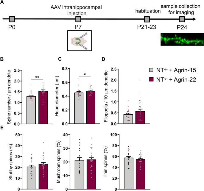 Dendritic spine formation and synapse maturation in transcription