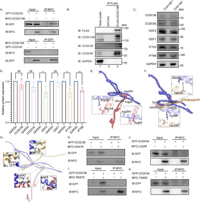 Adenylate kinase 9 is essential for sperm function and male