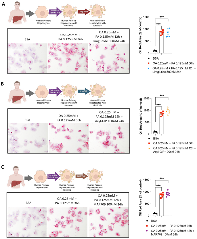 GLP-1 and GIP agonism has no direct actions in human hepatocytes or hepatic stellate cells | Cellular and Molecular Life Sciences | Springer Nature Link GLP-1 and GIP agonism has no direct actions in human hepatocytes or hepatic stellate cells | Cellular and Molecular Life Sciences | Springer Nature Link