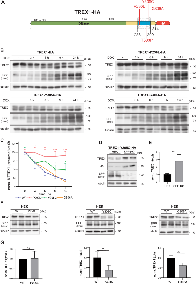 The DNase TREX1 is a substrate of the intramembrane protease SPP with ...