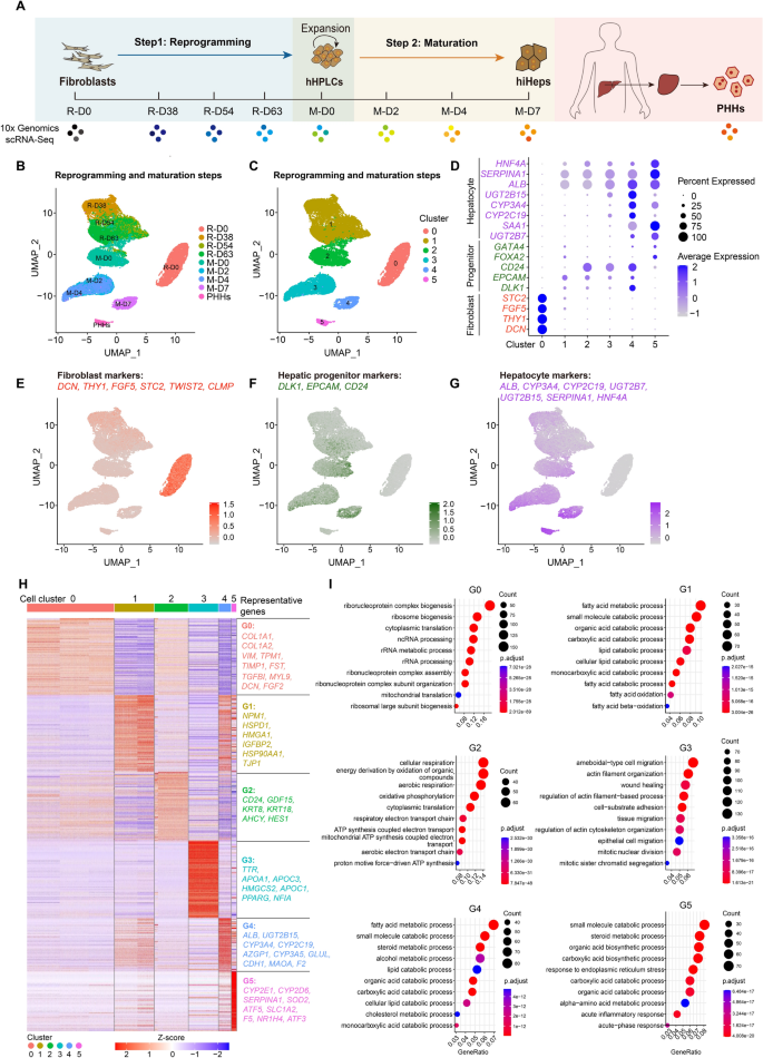 Single-cell transcriptomics reveals liver developmental trajectory ...