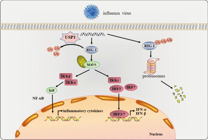 USP1 inhibits influenza A and B virus replication in MDCK cells by ...