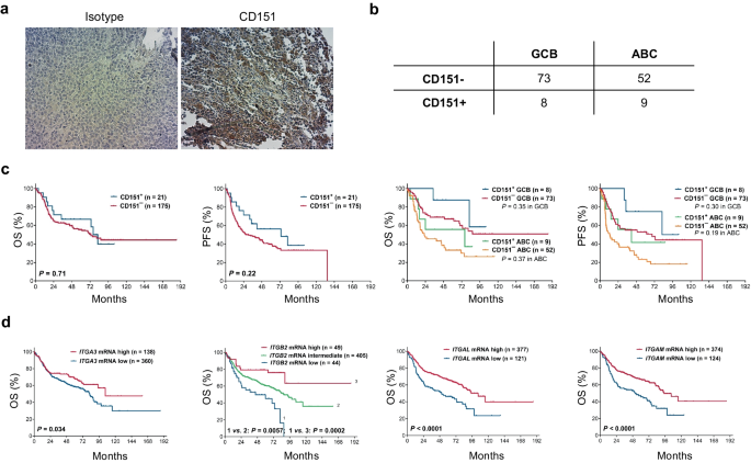 CD151 interacts with integrin beta 2 in B cell lymphomas | Cellular and ...