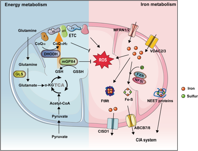 Ferroptosis in cancer: revealing the multifaceted functions of mitochondria | Cellular and Molecular Life Sciences