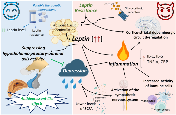 Leptin a potential link between obesity and depression | Cellular and ...