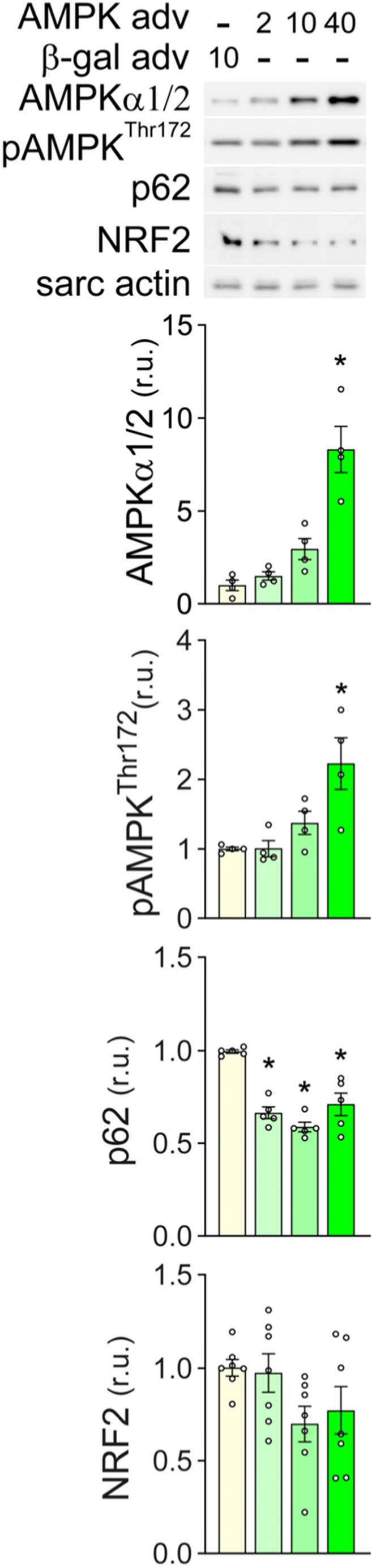 AICAr Inhibition of cardiomyocyte autophagy promotes p62-dependent NRF2 ...