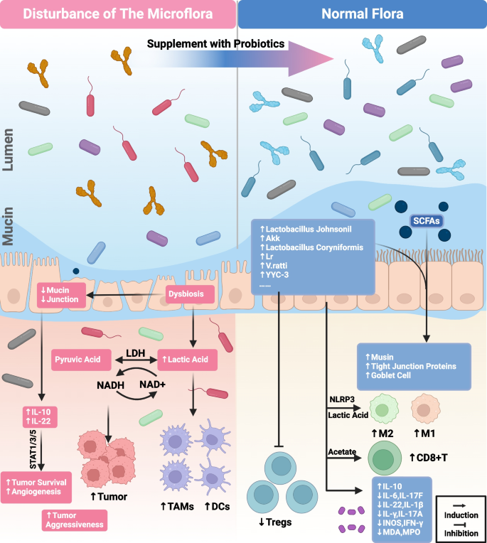 Circadian rhythms as a modulator of gut microbiota-tumor ...