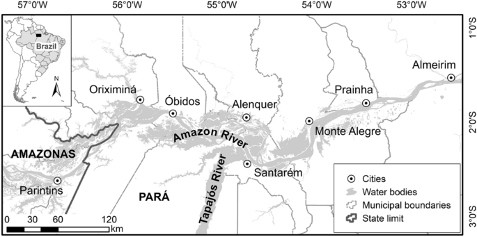 Hydrologic variability effects on catches of Prochilodus nigricans in the  lower Amazon | SpringerLink