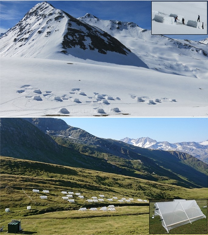 Flowering phenology in alpine grassland strongly responds to shifts in  snowmelt but weakly to summer drought | SpringerLink