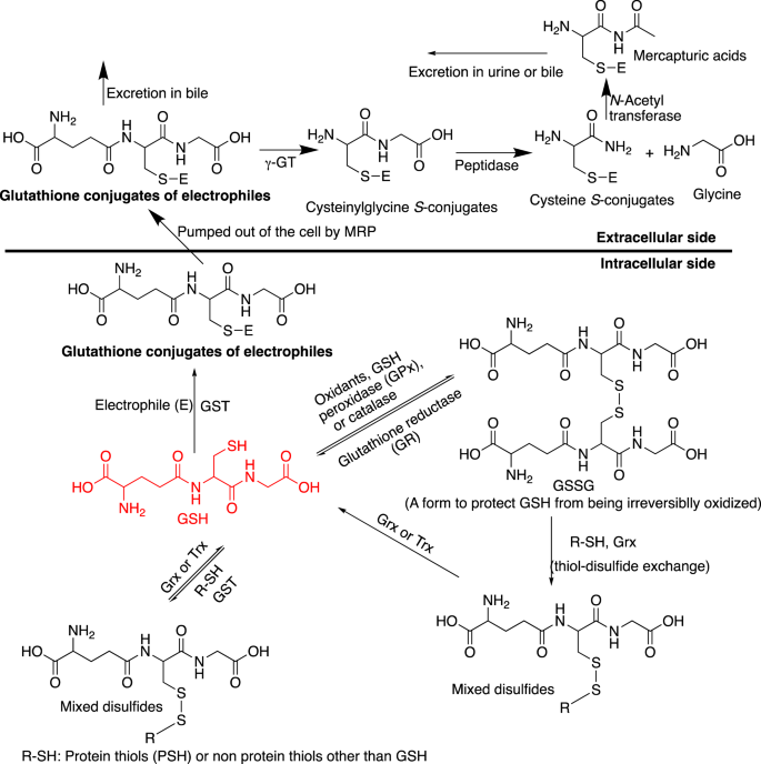 health benefits of glutathione supplements Glutathione-Related Enzymes and Proteins: A Review