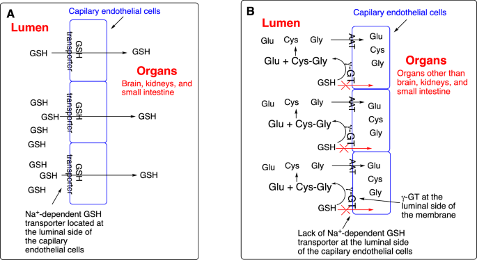 Glutathione transporter as a target for brain drug delivery | Medicinal Chemistry Research | Springer Nature Link Glutathione transporter as a target for brain drug delivery | Medicinal Chemistry Research | Springer Nature Link