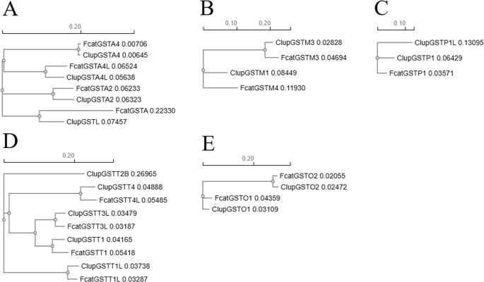 Glutathione transferases in cats and dogs: diversity, structure, and  function | Medicinal Chemistry Research