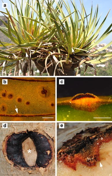 Dragon S Blood Secretion And Its Ecological Significance Springerlink Dragon S Blood Secretion And Its Ecological Significance Springerlink
