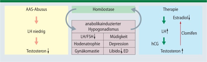 Die zehn Gebote von anabole steroide für frauen