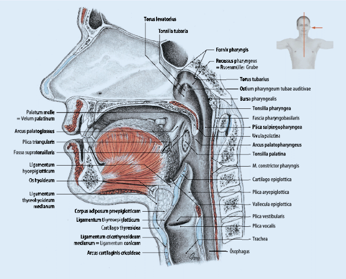 Atemwegsanatomie | SpringerLink