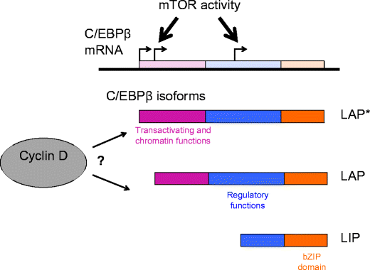 c ebpβ-lip drug C/EBPβ LIP induces a tumor menagerie making it an oncogene | Journal of  Molecular Medicine