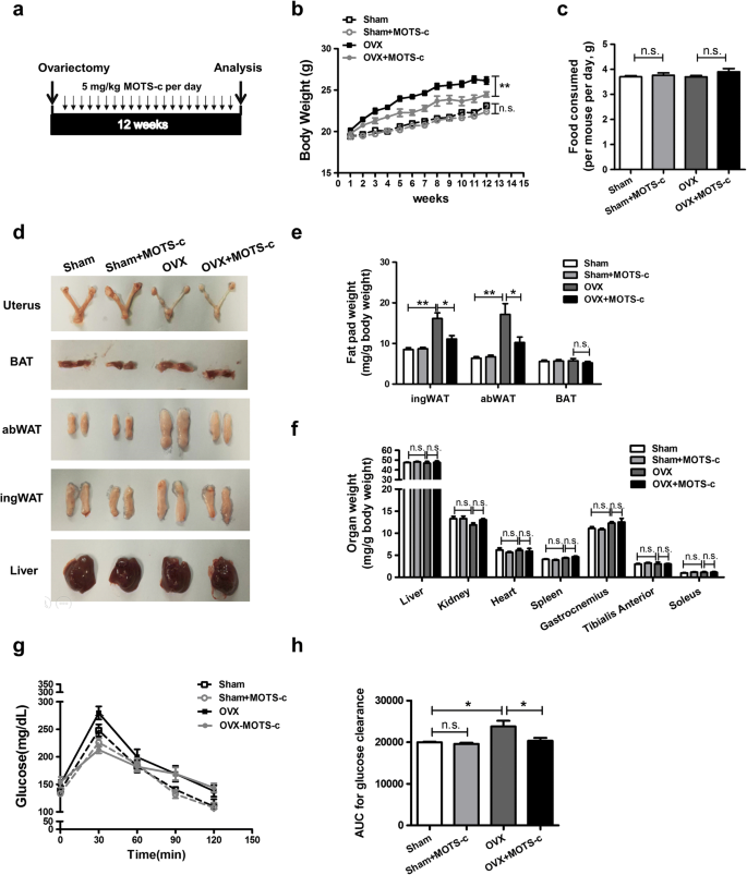 MOTS-c peptide regulates adipose homeostasis to prevent ovariectomy-induced  metabolic dysfunction | Journal of Molecular Medicine | Springer Nature Link
