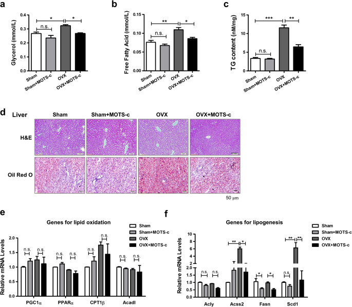 MOTS-c peptide regulates adipose homeostasis to prevent ovariectomy-induced  metabolic dysfunction | Journal of Molecular Medicine