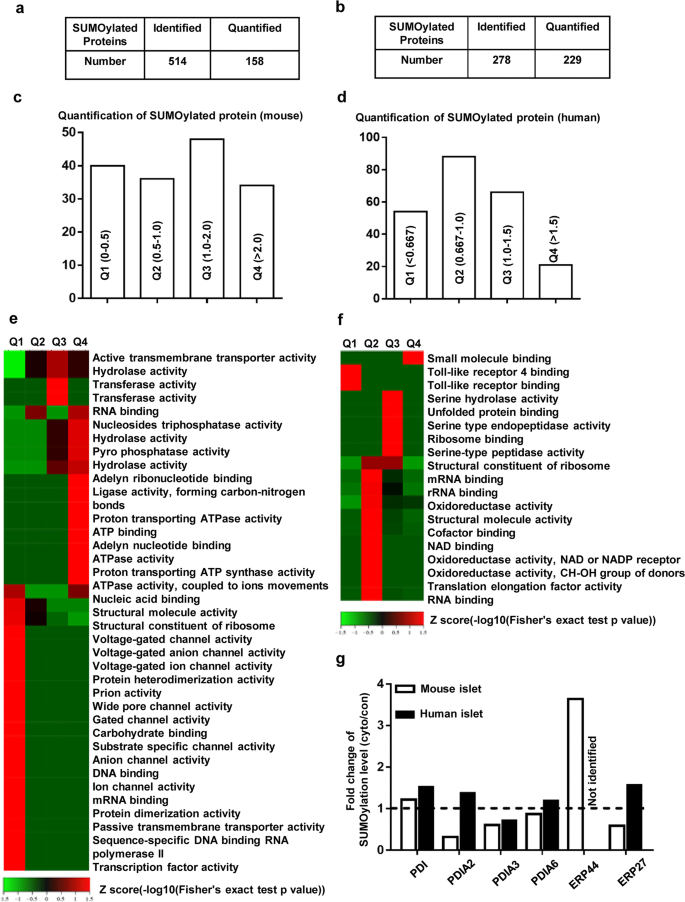 SUMOylation of Pdia3 exacerbates proinsulin misfolding and ER stress in  pancreatic beta cells | SpringerLink
