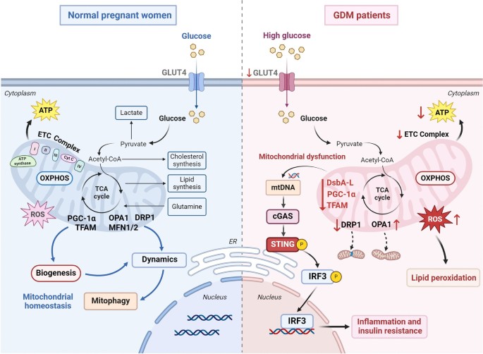 Oxidative stress, mitochondrial dysfunction, and ferroptosis in the  placenta of gestational diabetes mellitus | Journal of Molecular Medicine |  Springer Nature Link