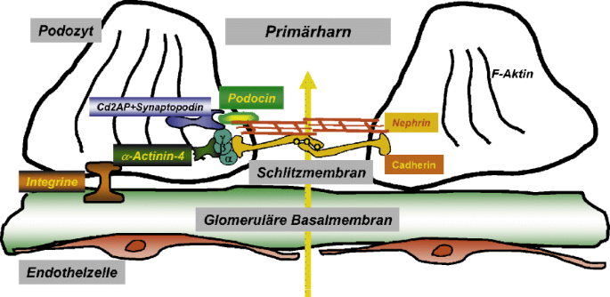 Genetik Von Glomerulopathien Im Kindes Und Jugendalter Springerlink