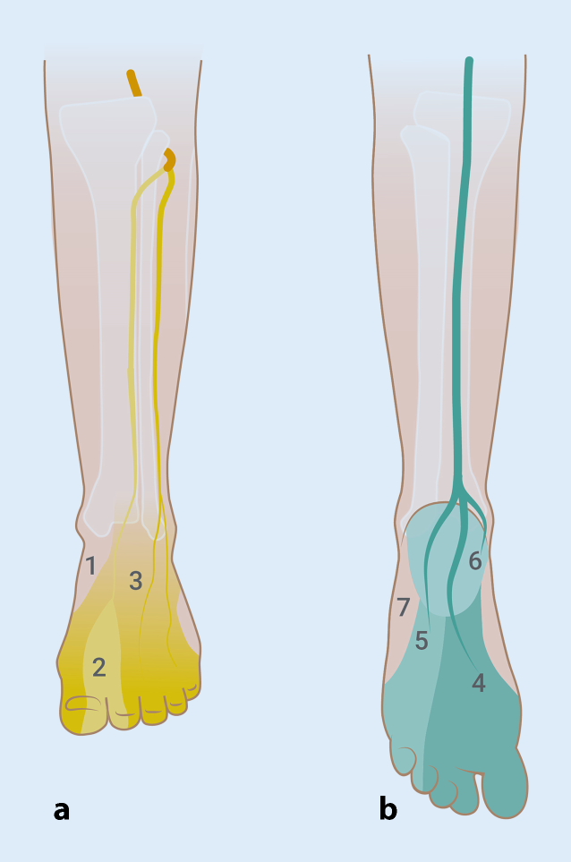 woonadres avontuur Gastvrijheid Chronic lower leg pain: entrapment of common peroneal nerve or tibial nerve  | SpringerLink