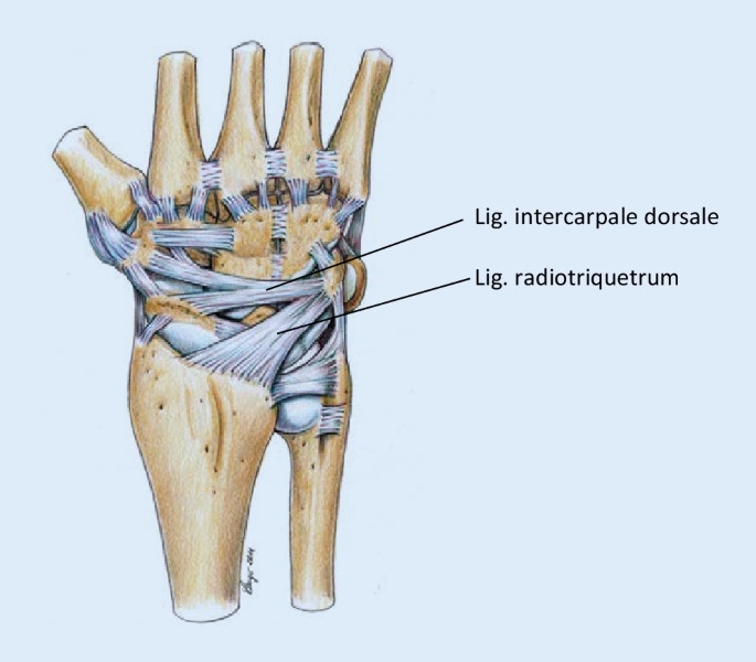 Frakturen der Handwurzel ohne Os scaphoideum | SpringerLink