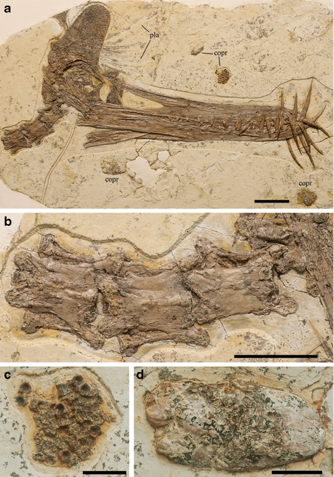 Discovery of a rare arboreal forest-dwelling flying reptile (Pterosauria,  Pterodactyloidea) from China