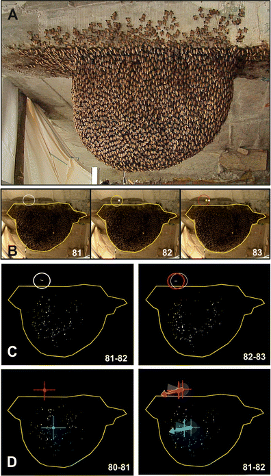 Giant Honeybees Apis Dorsata Mob Wasps Away From The Nest By Directed Visual Patterns Springerlink