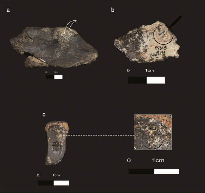 Human Behavior And Homo Mammal Interactions At The First European Peopling New Evidence From The Pirro Nord Site Apricena Southern Italy Springerlink